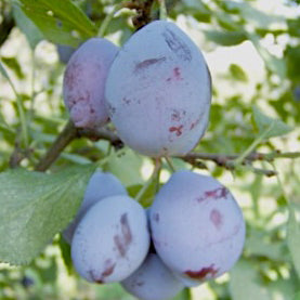 Tidigt Engelskt Sviskon (Frühe englische Zwetsche) - Prunus Domestica 'Tidigt Engelskt Sviskon'