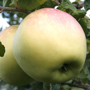 Venus II – Stort Äppleträd - Malus Domestica 'Venus'