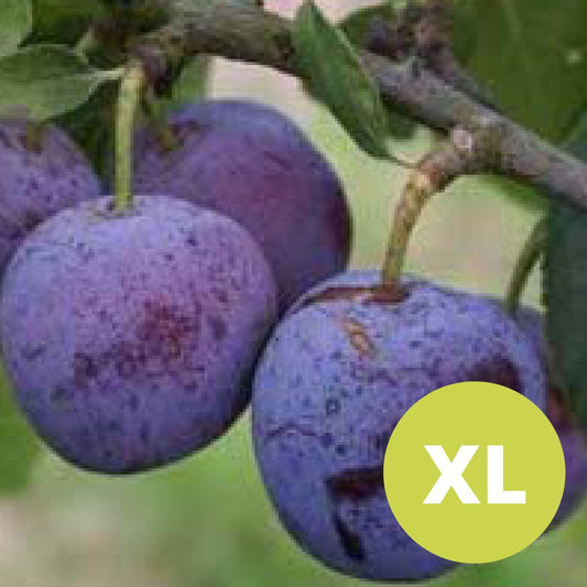 Violette Reine Claude – Stort Plommonträd - Prunus Domestica 'Violette Reine Claude'