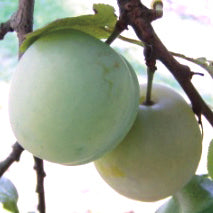 Washington Plommon - Prunus Domestica 'Washington'
