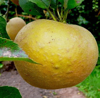 Pommier Egremont Russet sur porte-greffe P60
