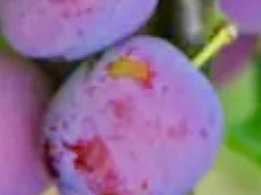 Opal Plommon - Prunus Domestica 'Opal'