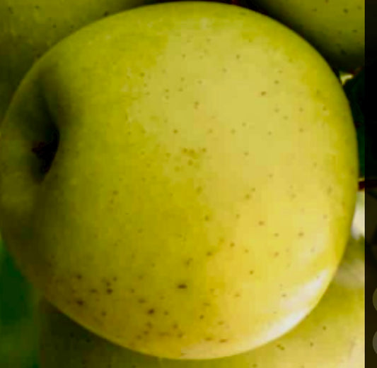 Mutsu Äpple på Antonovka Grundstam - Malus Domestica 'Mutsu'