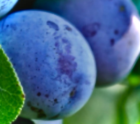 Czar Plommon - Prunus Domestica 'Czar'