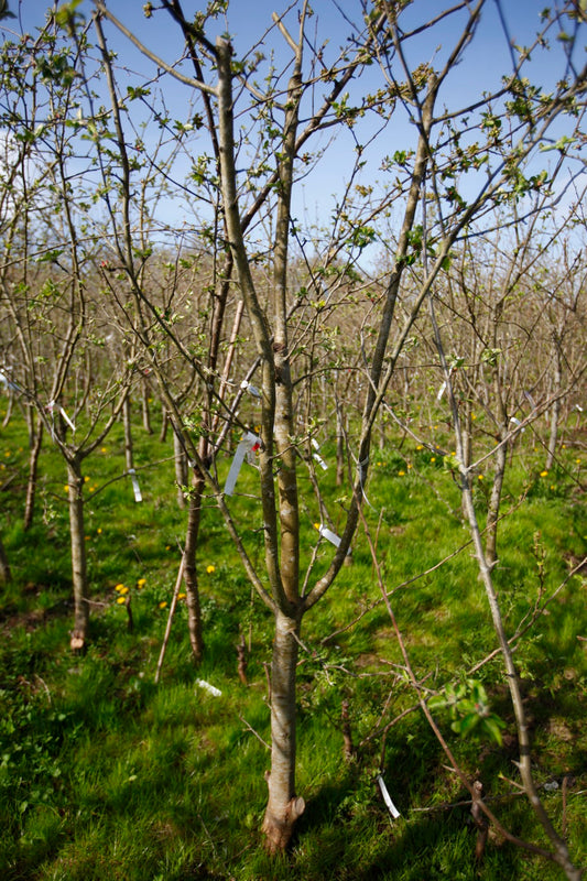 Astrakan (Nr.6) – Stort Äppleträd