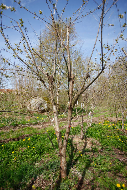 Merton Late (Nr.15) – Stort Körsbärsträd