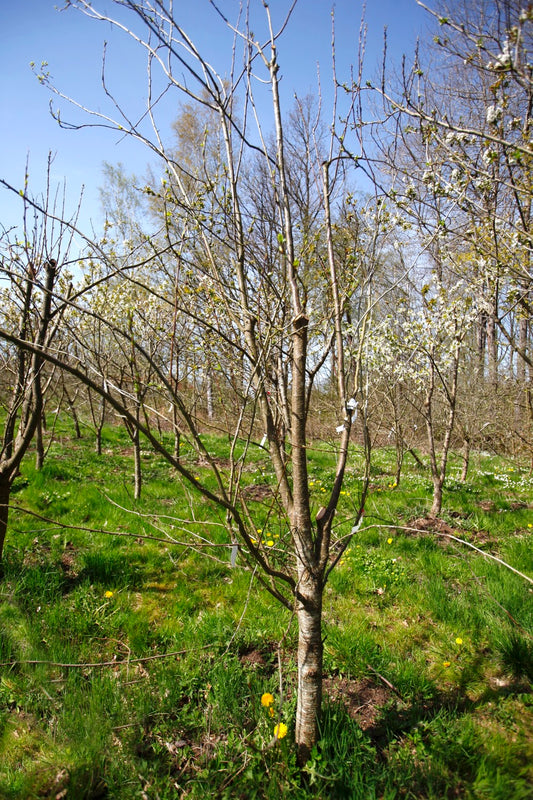 Belle de Louvain I – Stort Plommonträd