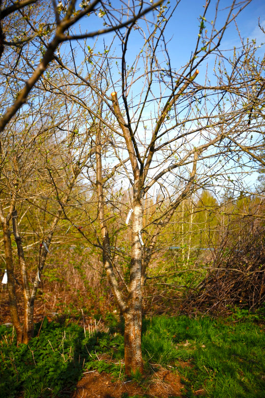 Washington III – Stort Plommonträd