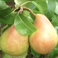 Speckbirne Päron - Pyrus Communis