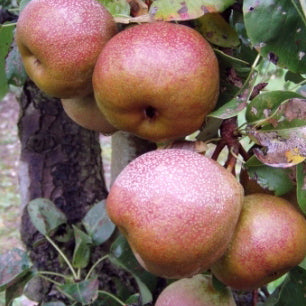 Ahlmann Pear