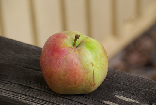 Filippa Pomme