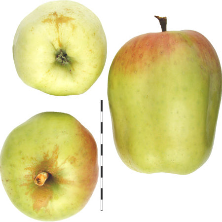 Filippa Anka Pomme